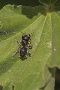 Close-up of insect on leaf