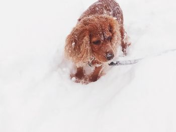 Dog in snow on land