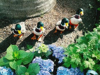 High angle view of birds perching on plants