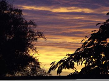 Silhouette of trees at sunset