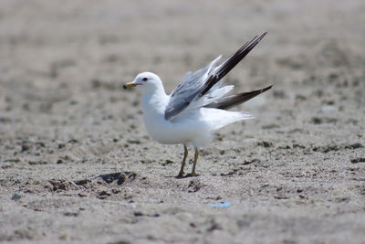 Seagull on a land