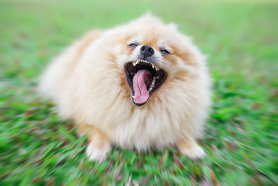 Close-up of dog sticking out tongue on field