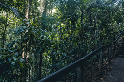 View of trees in forest