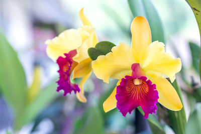 Close-up of yellow flowering plant