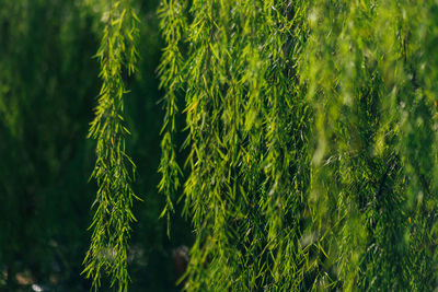 Close-up of fresh green plant