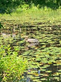 View of birds in lake