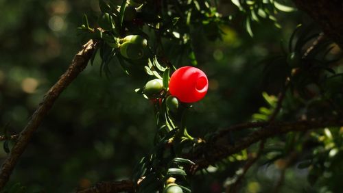 Close-up of red berries growing on tree