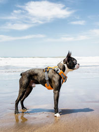 Dog on shore against sky