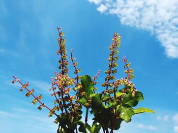 Low angle view of flowering plant against sky