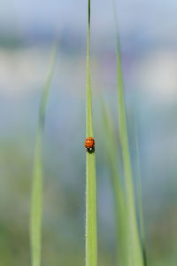 Close-up of ladybug on plant