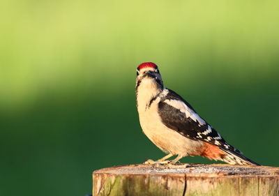 Close-up of bird perching on wood