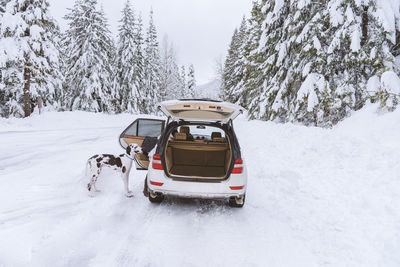 Dog waiting to hop into suv after romping in winter snow, mountain forest.