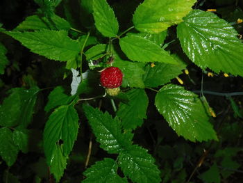 Close-up of plant growing on tree