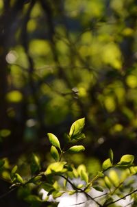 Close-up of green leaves on branch