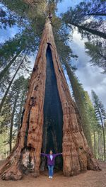 Rear view of woman standing by tree trunk in forest