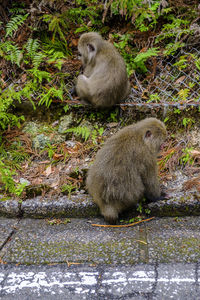 Monkey sitting on stone wall