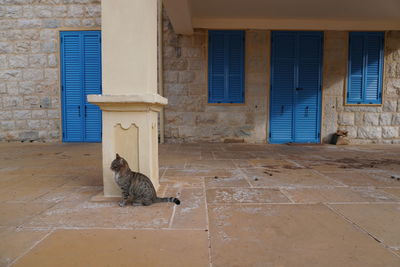 Cat sitting on tiled floor against building