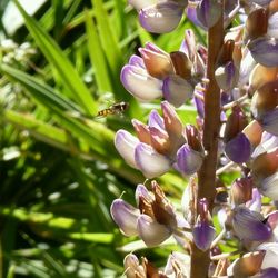 Close-up of purple flowers