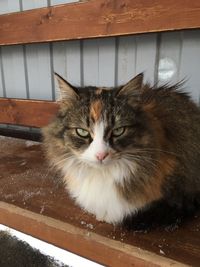 Portrait of cat relaxing on wooden floor