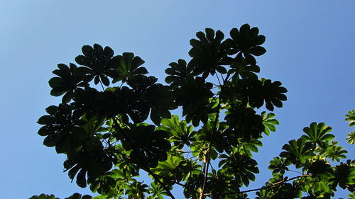 Low angle view of trees against clear blue sky