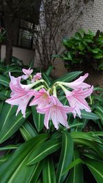 plant