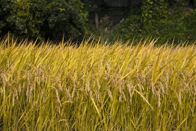 Close-up of crops growing on field