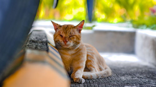 Portrait of cat sitting