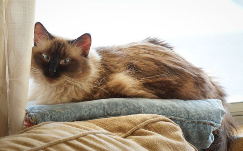 Portrait of cat resting on sofa