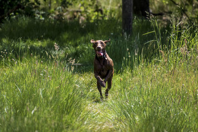 Portrait of dog running on grass