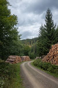 Stack of logs on road by trees in forest against sky