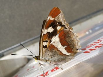 Close-up of butterfly on leaf