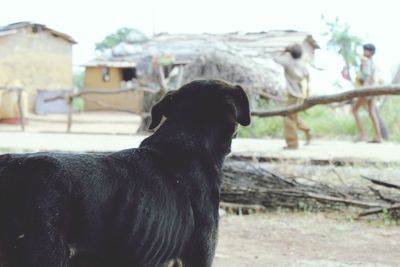 Close-up of dog