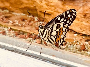 Close-up of butterfly