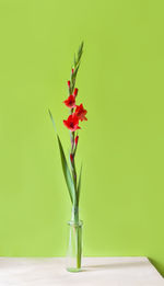 Close-up of gladiolus flower on table