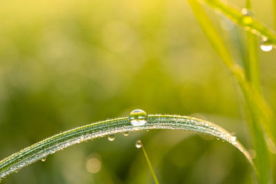 Close-up of raindrops on grass