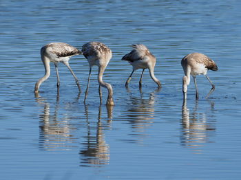 Flock of birds in lake