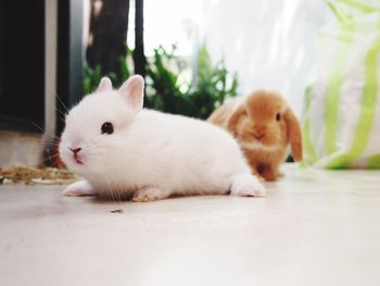 Close-up bunnies on floor