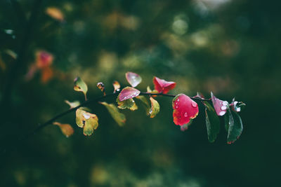 Close-up of pink flowering plant