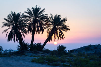 Silhouette palm trees against clear sky