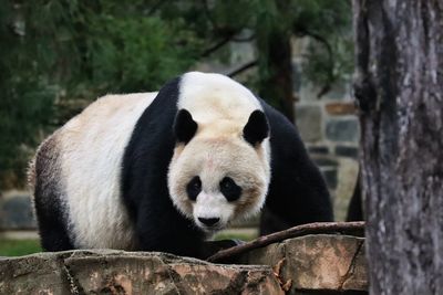 Panda in zoo