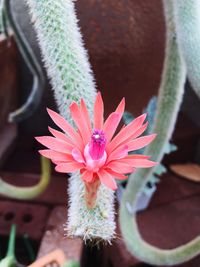 High angle view of potted cactus