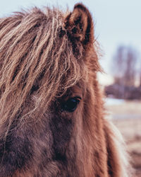 Close-up of a horse