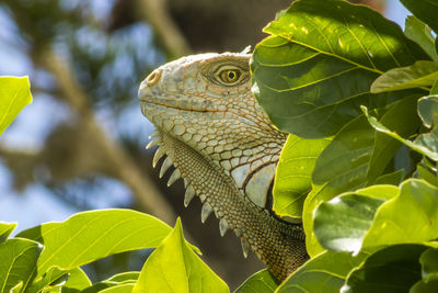 Close-up of an iguana