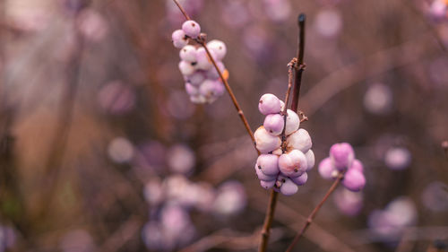 Close-up of snowberries with brown background