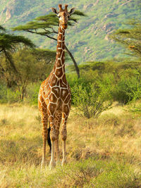 Giraffe standing on tree