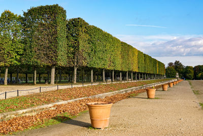 Footpath by trees on field against sky