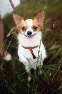 Close-up portrait of dog on field