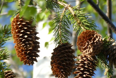 Close-up of pine cone on tree