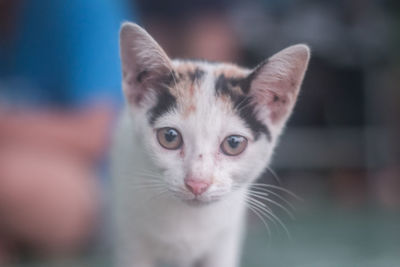 Close-up portrait of tabby kitten