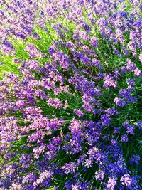 Full frame shot of flowers